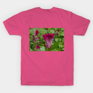 Pink-Purple Coxcomb Flower T-Shirt